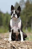 BOSTON TERRIER 269